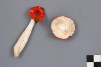 Russula peckii image